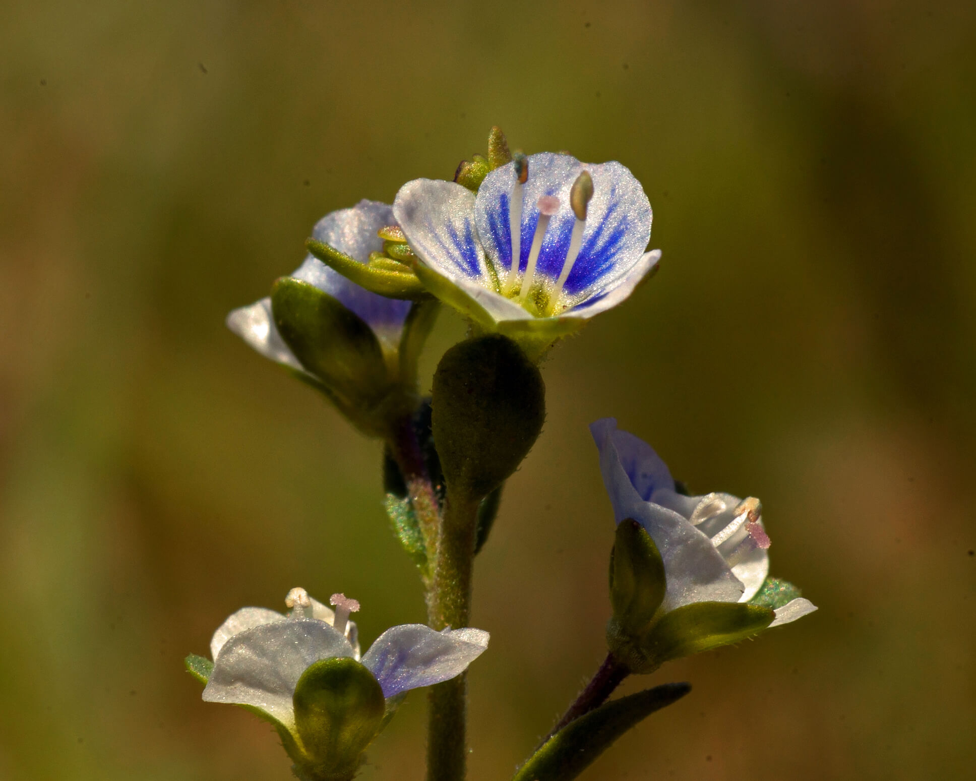 Thyme-leaved Speedwell - Invasive Weeds