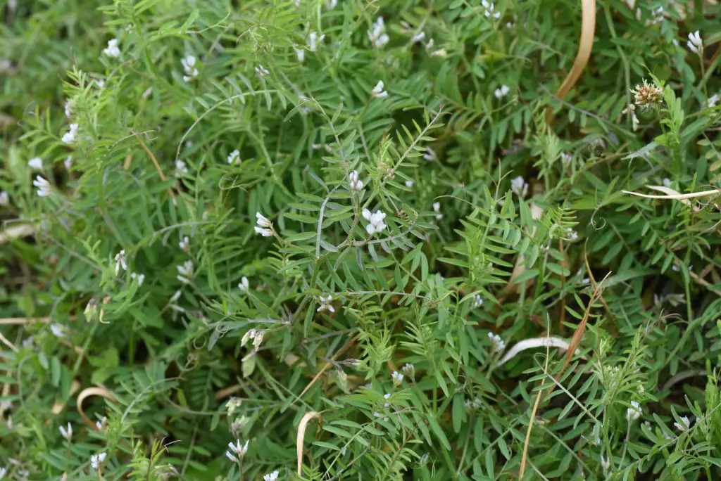 Vicia hirsuta Hairy tare