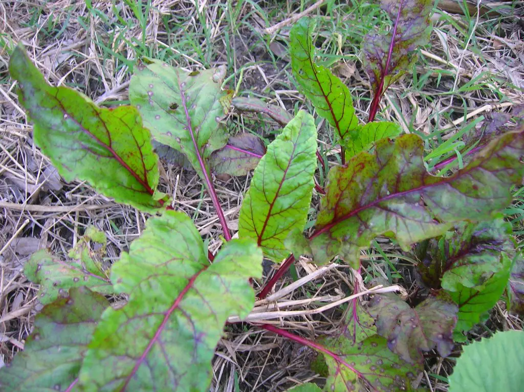 Weed Beet (Beta vulgaris)