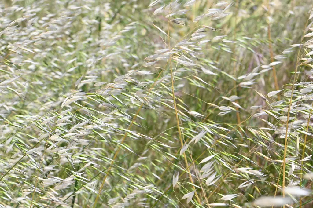 Wild Oat (Avena fatua)