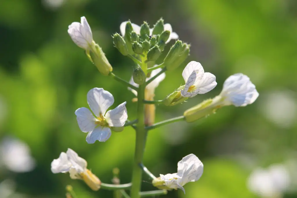 Wild Radish - Invasive Weeds