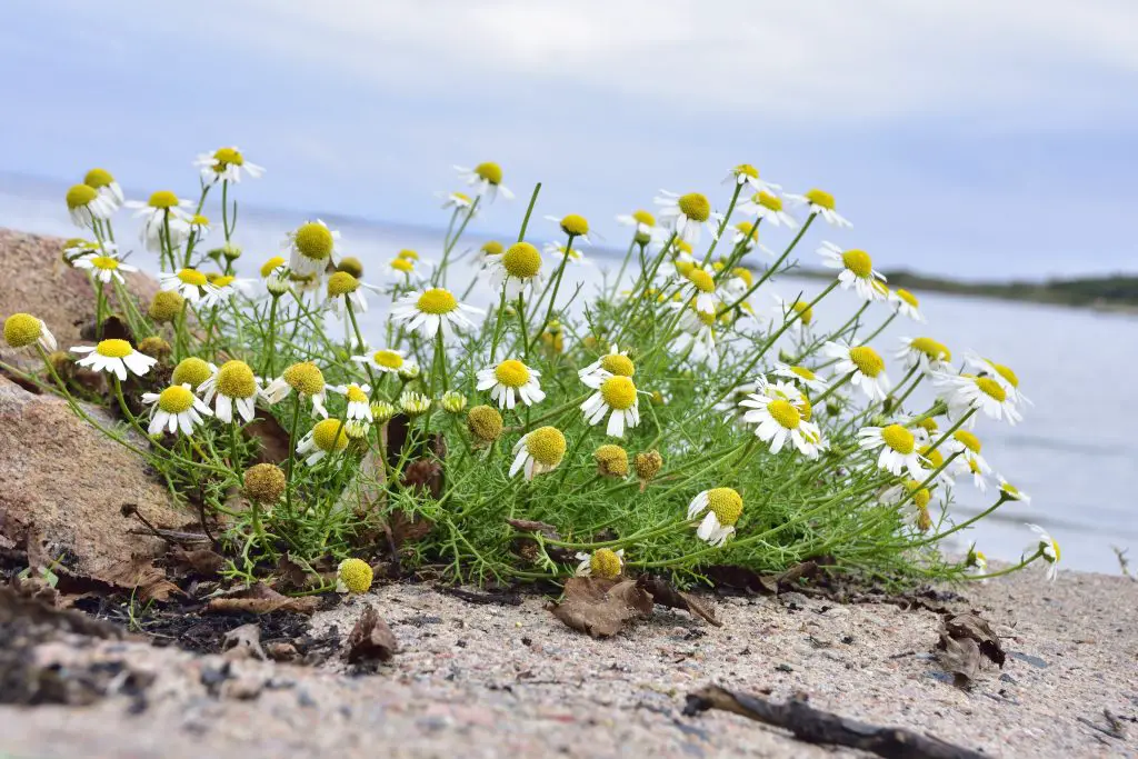 Wild chamomile or scented mayweed