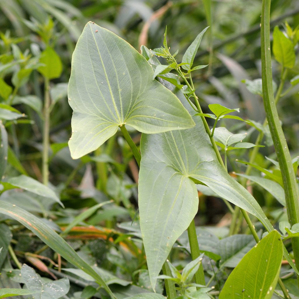 arrowhead sagittaria alismataceae