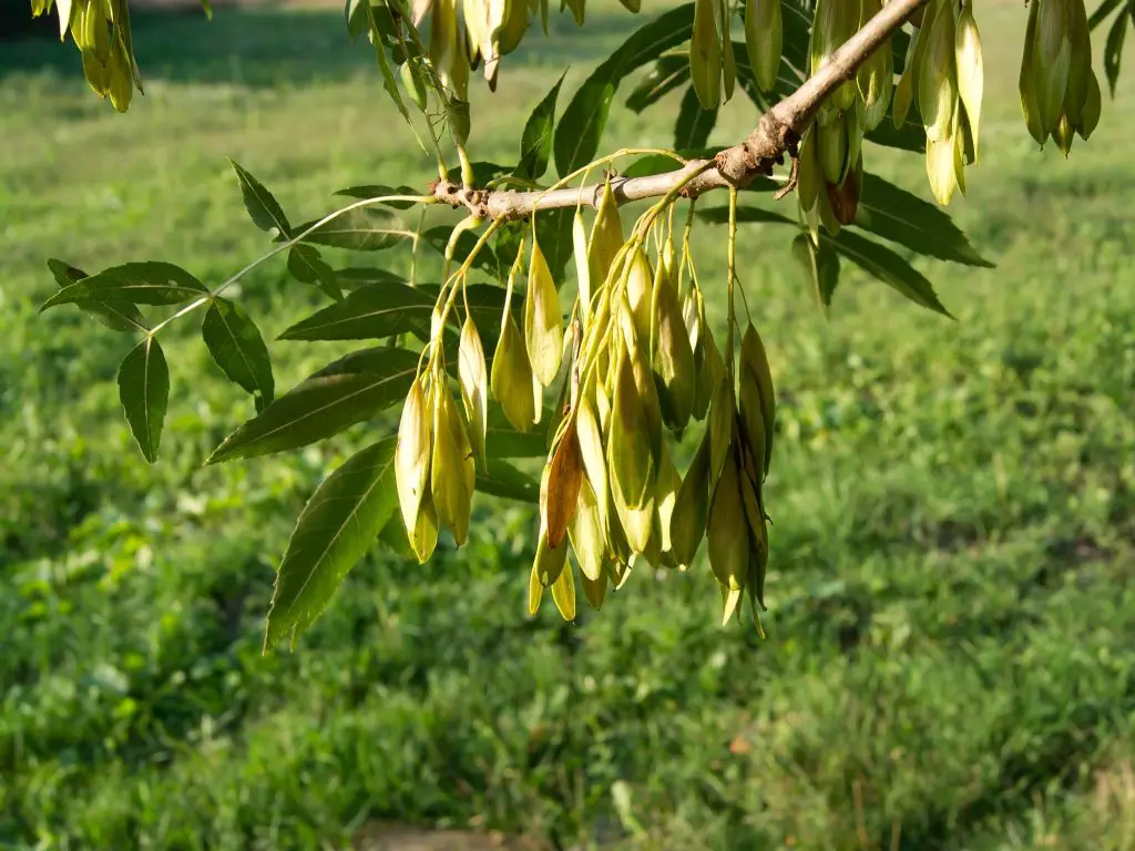 ash trees fraxinus excelsior