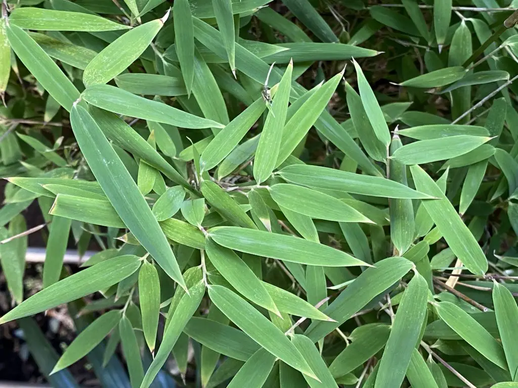bamboo bambusoideae