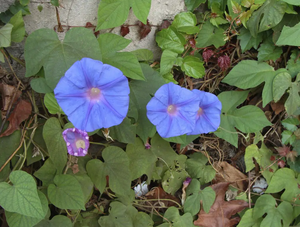 blue morning glory ipomoea indica