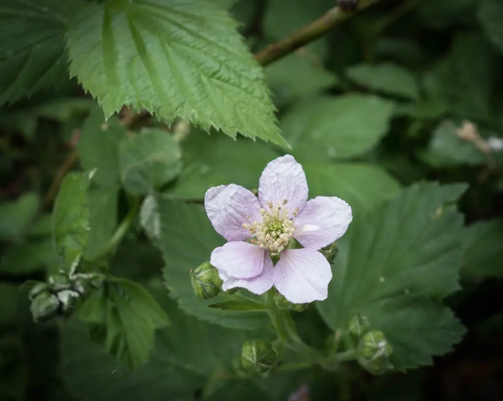 brambles rubus