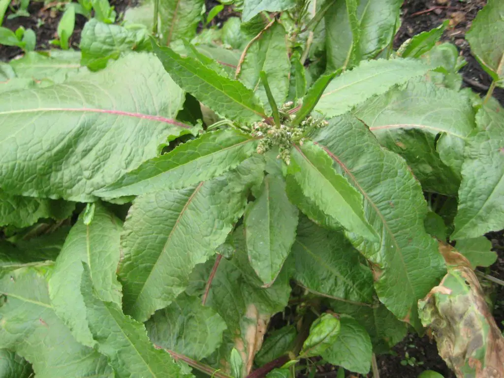 broadleaf dock rumex obtusifolius