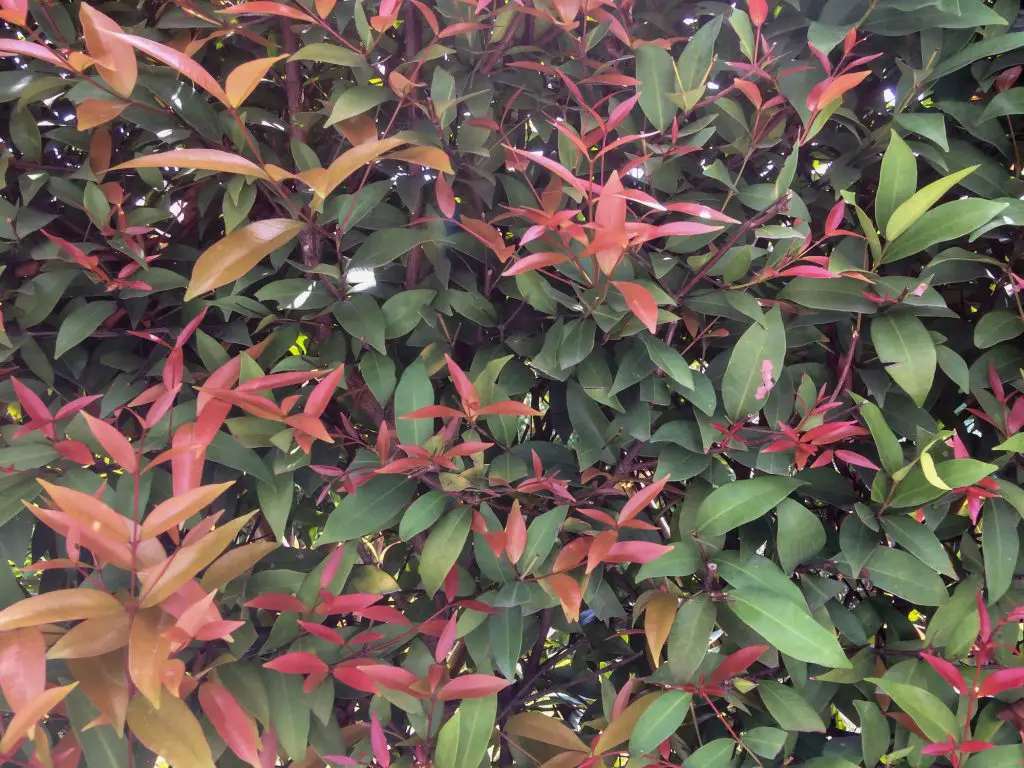 brush cherry syzygium australe