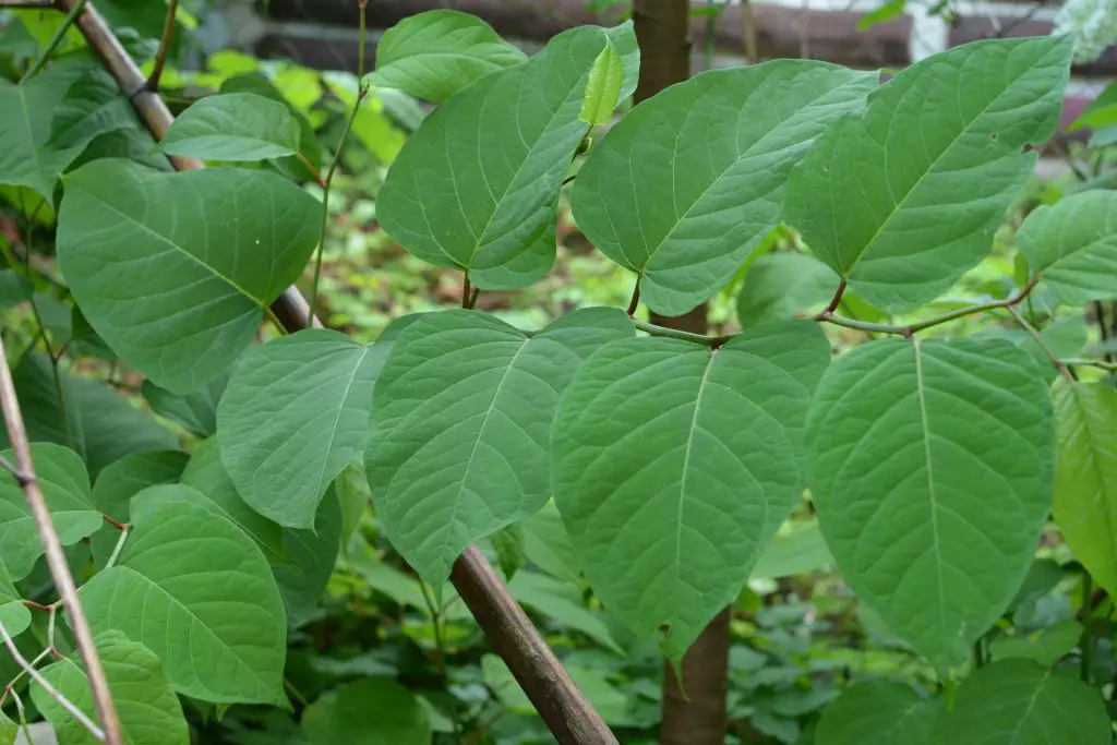 chinese knotweed polygonum baldschuanicum