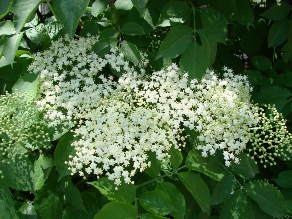 common elder sambucus nigra