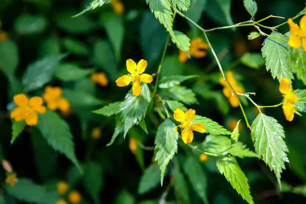 Creeping Buttercup - Invasive Weeds