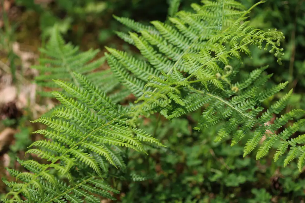 ferns pteridium aquilinum