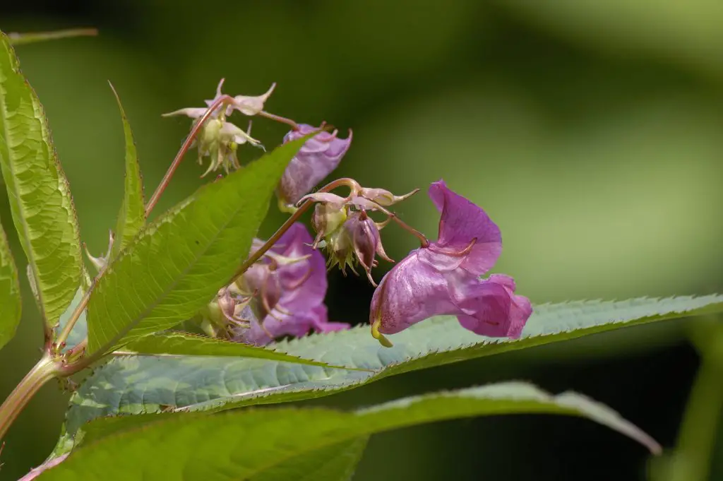 himalayan balsam impatiens glandulifera