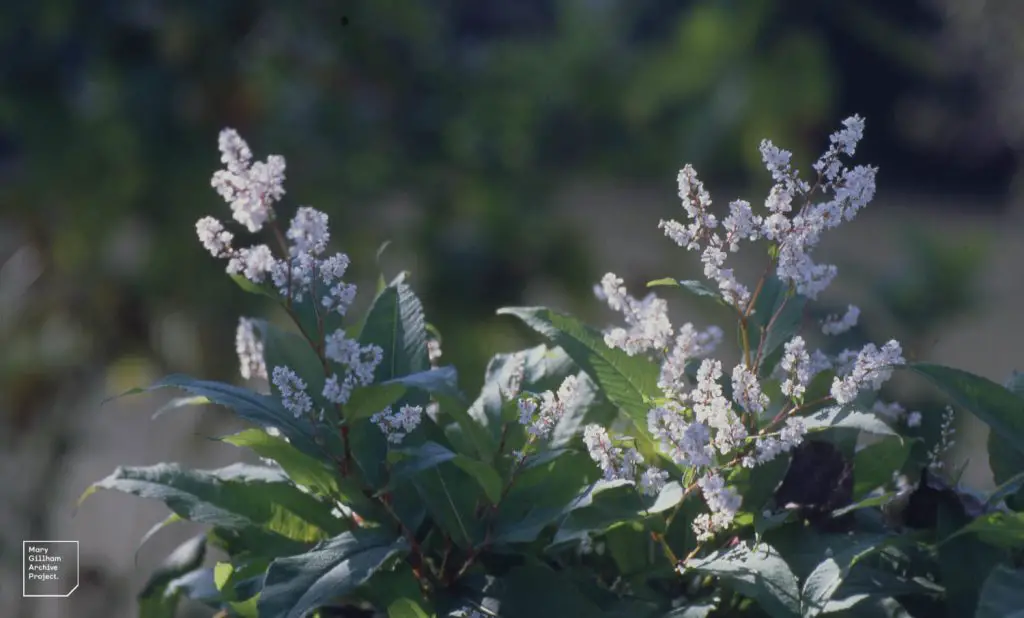 himalayan knotweed persicaria wallichii