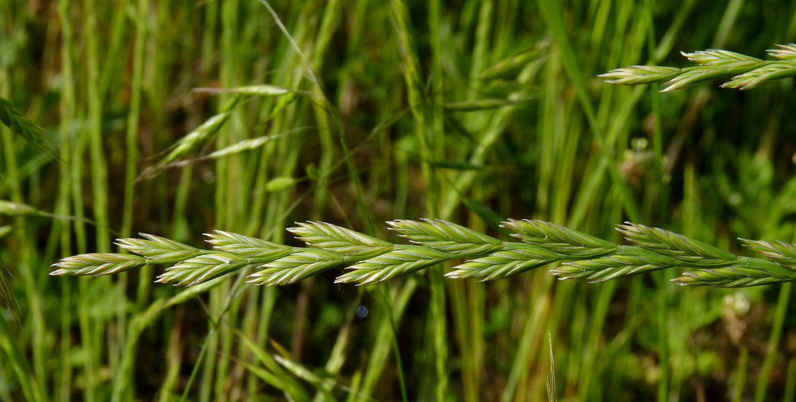 Quackgrass - Invasive Weeds